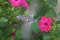Agrius convolvuli