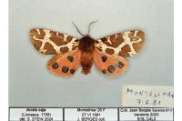 Arctia caja