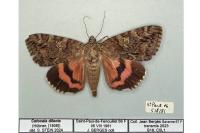 Catocala dilecta
