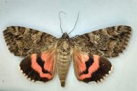 Catocala dilecta