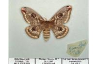 Saturnia pavonia