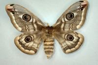 Saturnia pavonia