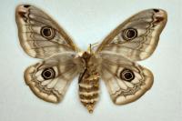 Saturnia pavonia