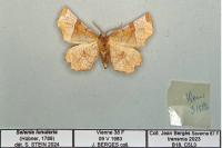 Selenia lunularia
