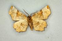 Selenia lunularia