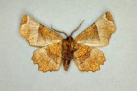 Selenia lunularia