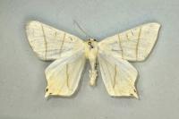 Ourapteryx sambucaria