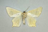 Ourapteryx sambucaria