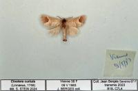 Clostera curtula