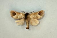 Clostera curtula