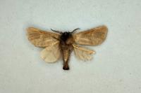 Clostera curtula
