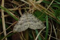 Colostygia multistrigaria olbiaria