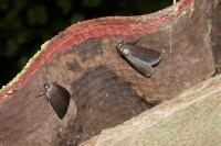Amphipyra livida