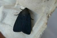 Amphipyra livida