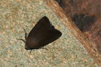 Amphipyra livida