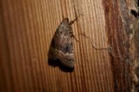 Amphipyra pyramidea
