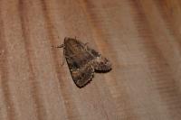 Amphipyra pyramidea