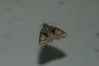 Cryphia algae