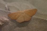 Cyclophora ruficiliaria