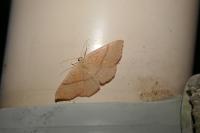 Cyclophora ruficiliaria