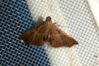 Endotricha flammealis