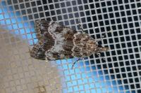 Eudonia mercurella