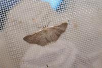 Idaea obsoletaria