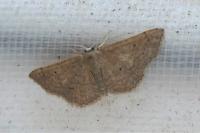 Idaea obsoletaria