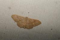 Idaea rubraria