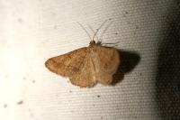 Isturgia murinaria