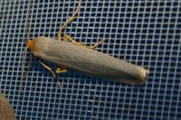 Manulea complana