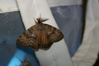 Lymantria dispar