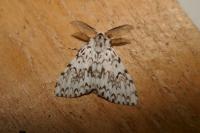 Lymantria monacha