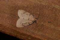 Paidia rica