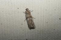 Pempelia palumbella