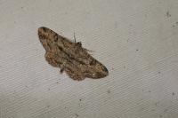 Peribatodes rhomboidaria rhomboidaria