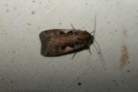 Xestia c-nigrum