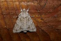 Acronicta aceris