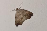 Laspeyria flexula