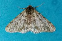 Phigalia pilosaria