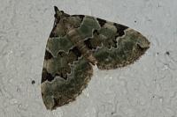 Colostygia pectinataria