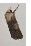 Agrotis puta