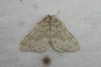 Colostygia multistrigaria olbiaria