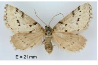Eumannia oranaria