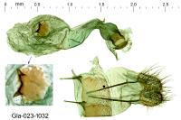 Eumannia oranaria