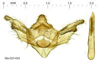 Eumannia oranaria