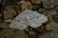 Colostygia multistrigaria olbiaria