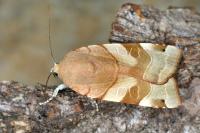 Noctua tirrenica