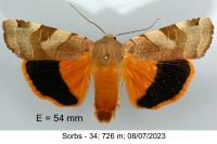 Noctua tirrenica