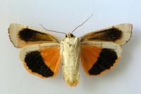 Noctua tirrenica